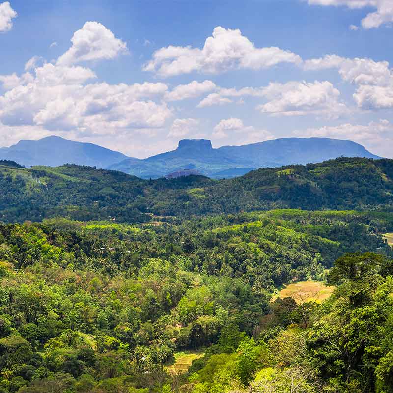 Projet Crédits Carbone Maraca, Brésil